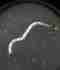 <b>Ceratopogonidae</b>Foto de referencia, pendiente de reemplazo. Ceratopogonidae Foto de referencia, pendiente de reemplazo.