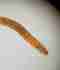 <b>Chironomidae</b>Foto de referencia, pendiente de reemplazo. Chironomidae Foto de referencia, pendiente de reemplazo.