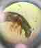 <b>Elmidae</b>Foto de referencia, pendiente de reemplazo. Elmidae Foto de referencia, pendiente de reemplazo.