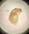 <b>Hyalellidae</b>Foto de referencia, pendiente de reemplazo. Hyalellidae Foto de referencia, pendiente de reemplazo.